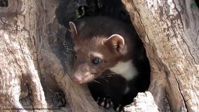 Martens of India 🇮🇳 | Mammals | Indian Animals