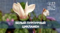 Белый пурпурный цикламен - чудо из чудес! Cyclamen purpurascens alba