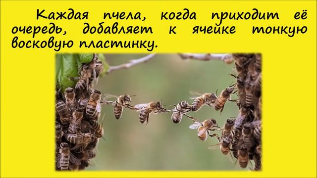 Виртуальное путешествие на пасеку