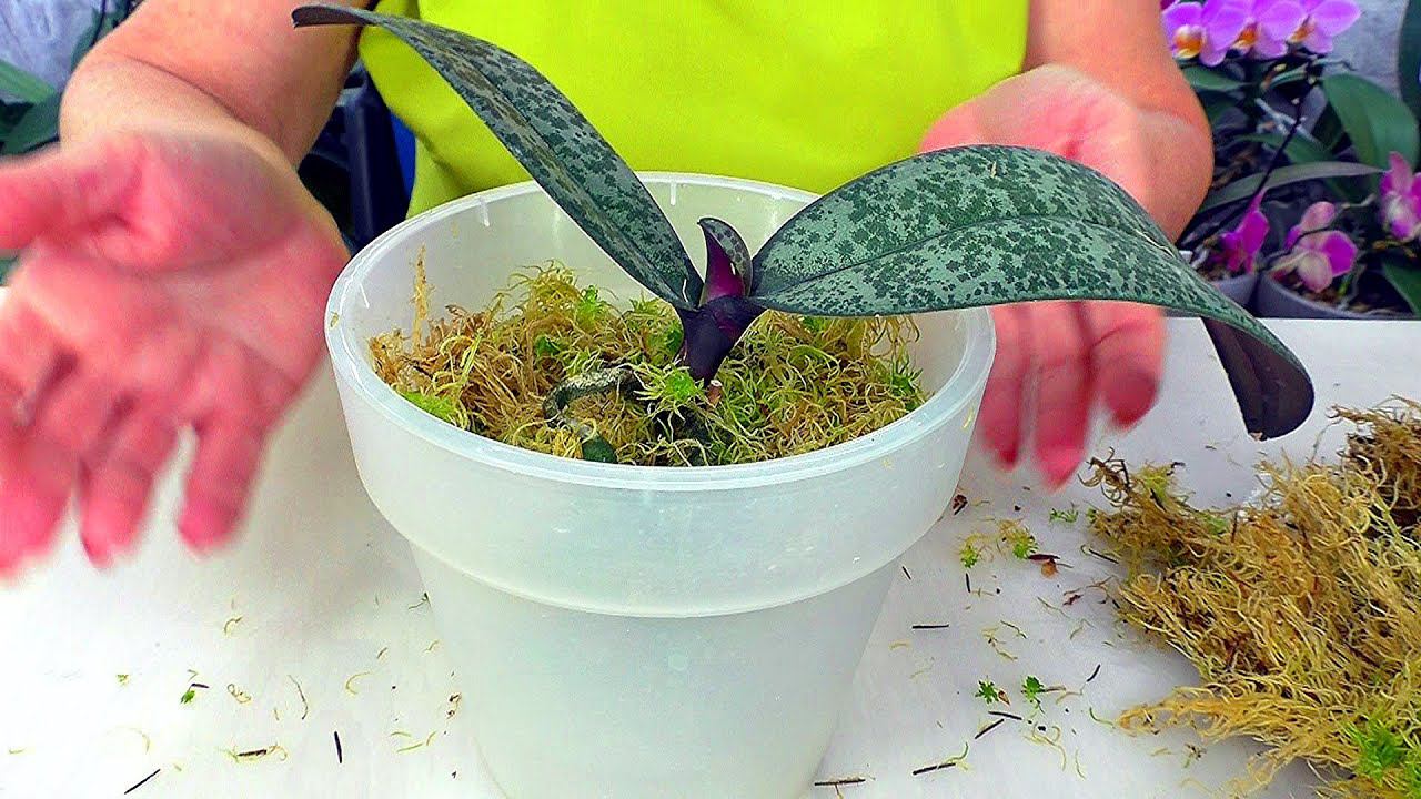 Простая пересадка орхидеи в Живой мох Сфагнум, который дарит новую Жизнь орхидеям!