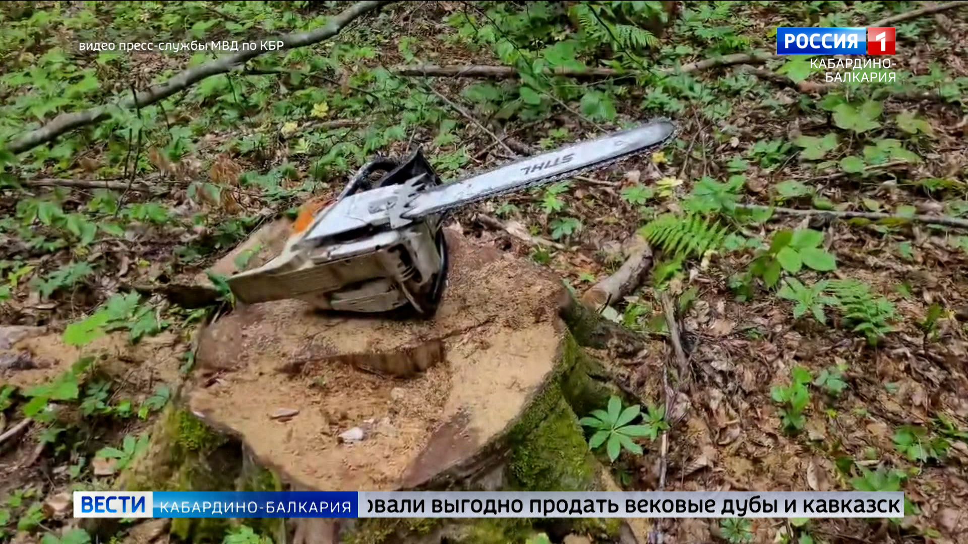 В Лескенском районе «черные» лесорубы уничтожили больше 40 деревьев