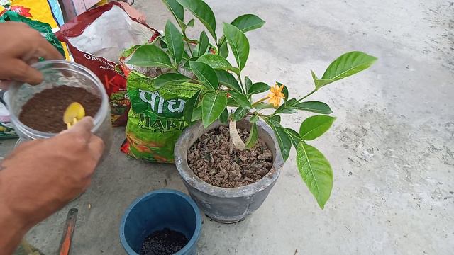 Golden गंधराज की बरसात में कैसे केयर करें 🌻🌻🌻🌻🌻⛈️🌧️