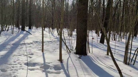 20 марта лыжная прогулка по лесу