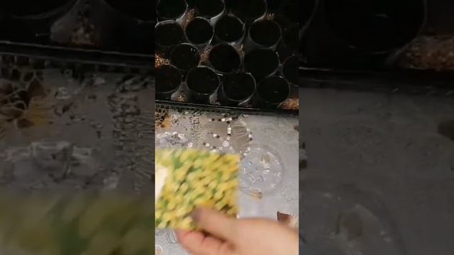УЖЕ ПОРА СЕЯТЬ.