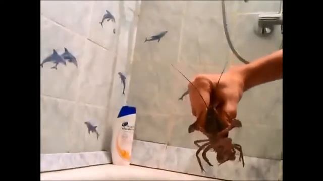 Мое первое видео на ютубе или РАКИ!!!