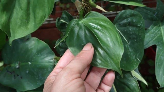Plants I've Been Watching | August Favorites