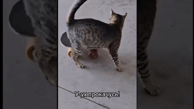 У-ух прокачусь!