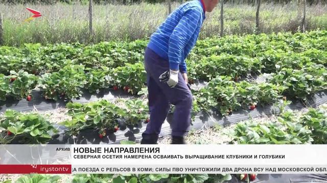 Северная Осетия намерена осваивать выращивание клубники и голубики