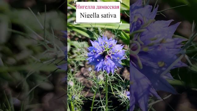 Нигелла, или черный тмин (Nigella sativa).💐