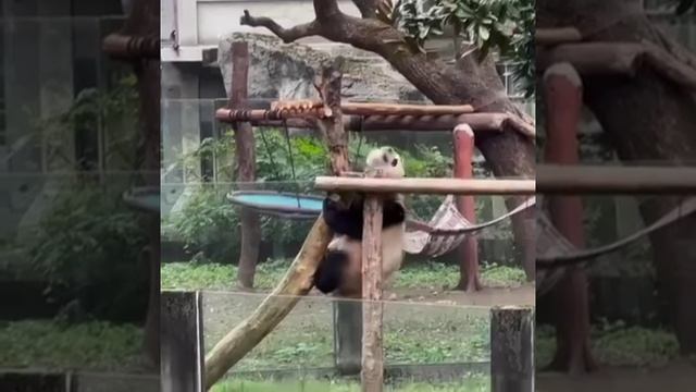 Забавная история о том, как большая панда учит детеныша лазить по деревьям.