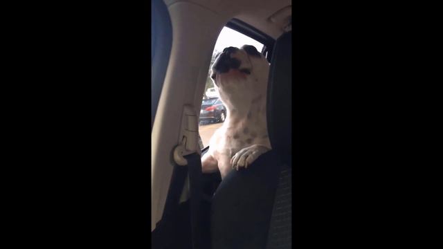 Try Not To Laugh Cats And Dogs Videos  - New Funny Animals Video 2024 #1