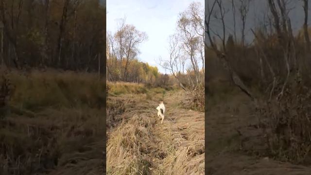 натаска западносибирских лаек по лосю в вологодской области