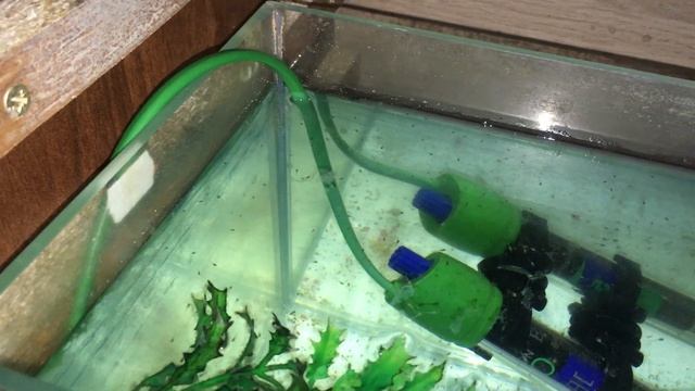 Мальки гурами 28,09,2019 Fry Gourami  Неожиданно приятно отнерестились гурами!!!