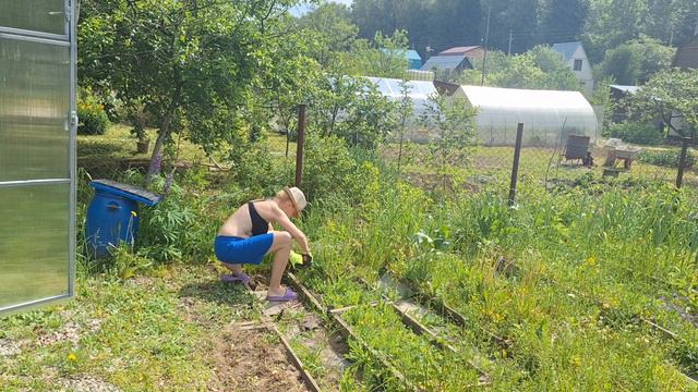 хроника 02.06.24 подвязываю помидоры, сношу грядки