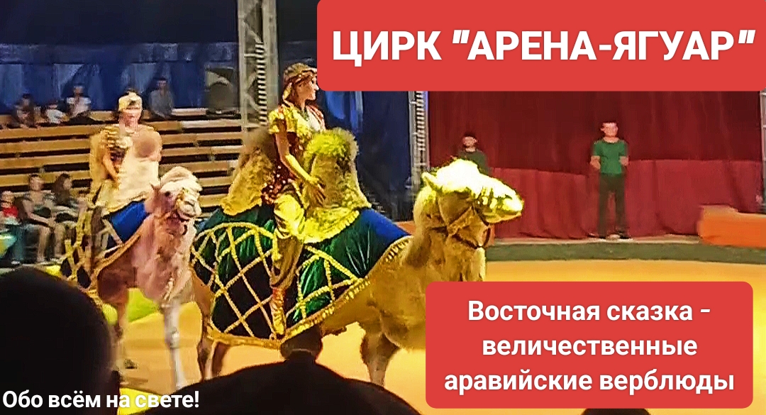 Цирк "Арена-Ягуар"! Восточная сказка - величественные аравийские верблюды. (1)