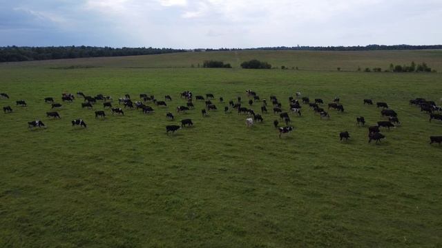 Стадо коров и птицы
