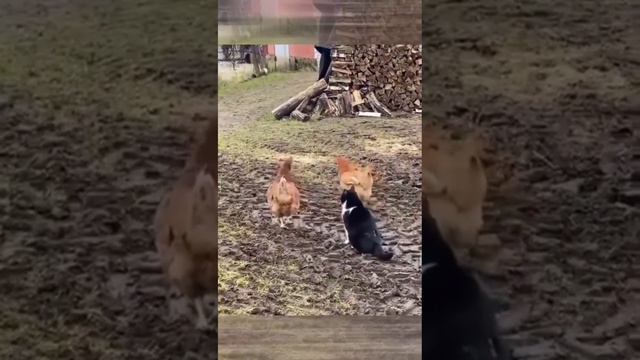 кот-куроненавистник,или как появилось слово "куролесить" 🐈⬛🐔🐓