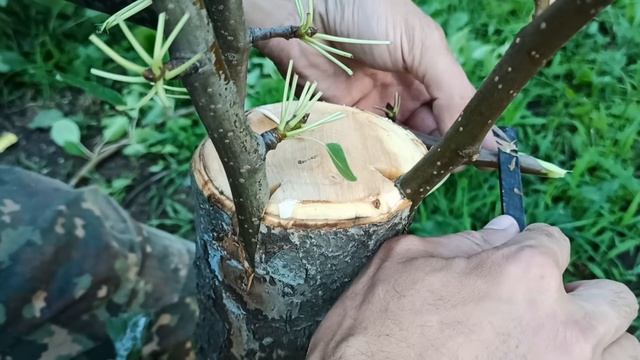Grafting pears with a garden saw  Прививка груши с использованием садовой пилы