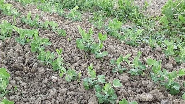 ОДНА БЕДА L МЫ НЕ ОГОРОДНИКИ L ПОЧВА ПЛОДОРОДНАЯ БЕЗ ПОЛИВА L Vegetable Garden With Onions And Peas