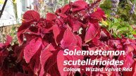 Coleus - Wizard Velvet Red