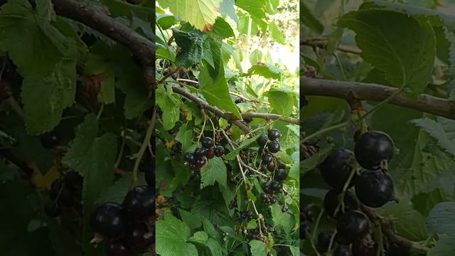 ягодычёрнойсмородиныиюль.   Поспевает чёрная смородина!
