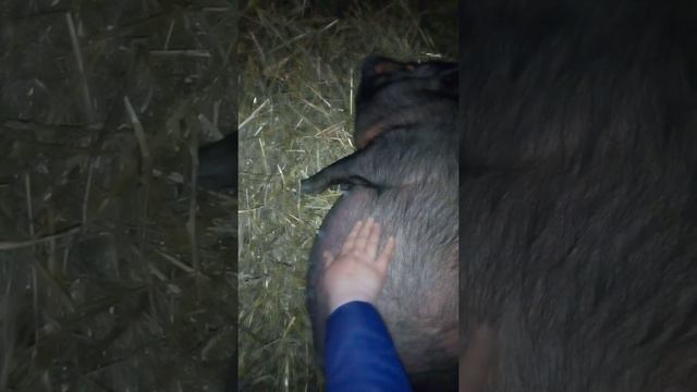 вьетнамская свинья 9 месяцев, скоро опорос,