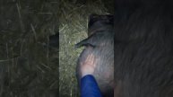 вьетнамская свинья 9 месяцев, скоро опорос,