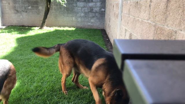 Feliz Día Del Perro 2020 🐕  | Naughty Paws🐾  🚀