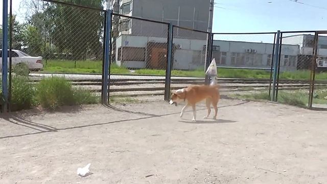 Рычание - не всегда опасность.