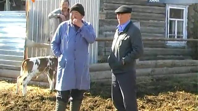 Как ведется сегодня работа по искусственному осеменению.