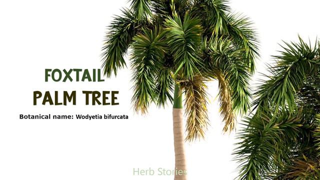 42 PALM VARIETIES | HERB STORIES