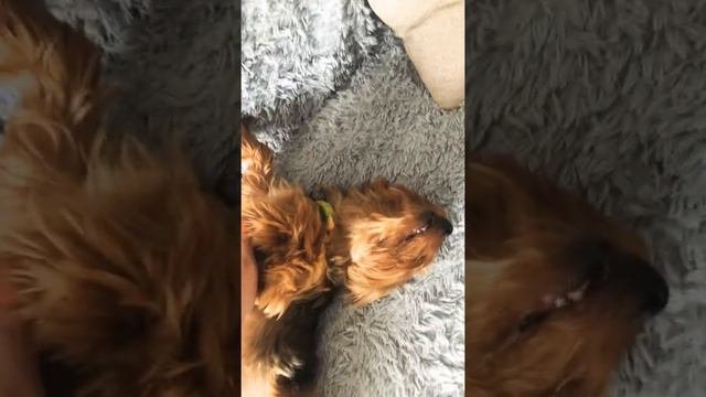 Как Йорк сладко спит 🐶😇