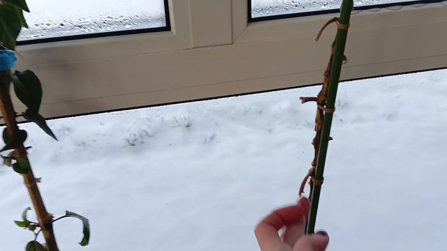 Обзор моих красоток,в каком они состоянии.Снег выпал,я всё успела.