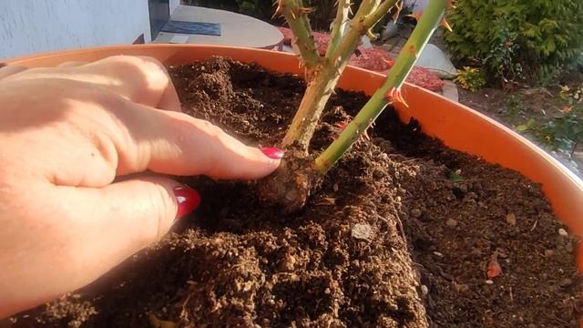 Роза Коко Локо осенью ??Где зимуют мои розы в горшках