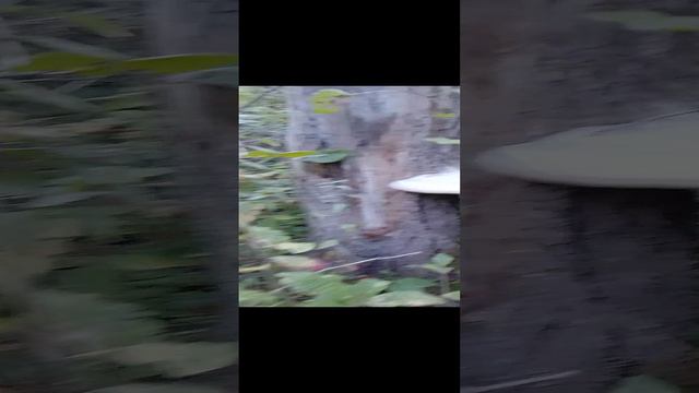 ПИШИТЕ ЧТО ЗА ГРИБ