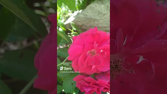 Цветение роз #розы #цветы #flowers #garden