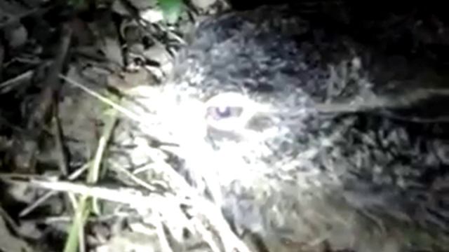 Видео 0014