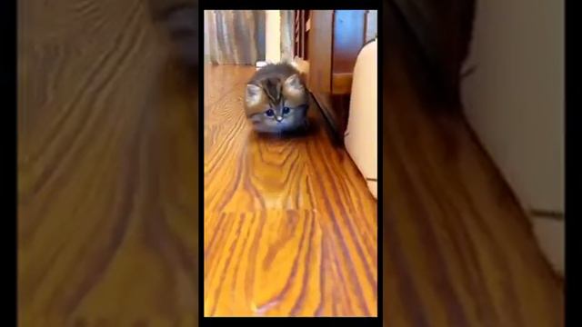 Смешные-котята-кошка-кот-funny-Kitty-cat_44.mp4