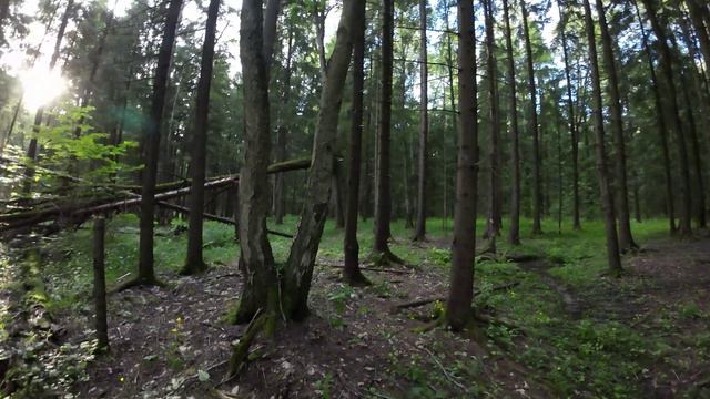 Fallen tree - Поваленное дерево