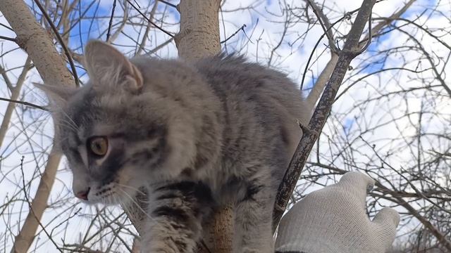 ?Как я спасал кота? #котята #спасениеживотных #кот #котёнок