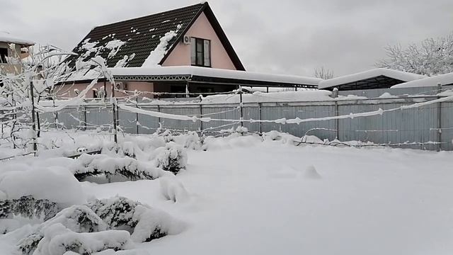 кипарисы зимой