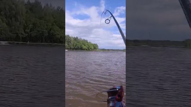 ПОИМКА КАРПА