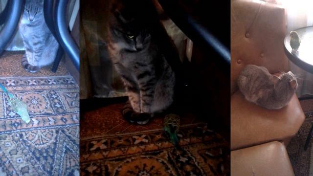 Попугай пристаёт к коту