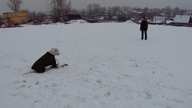 Дрессировка Аргентинского дога послушание.