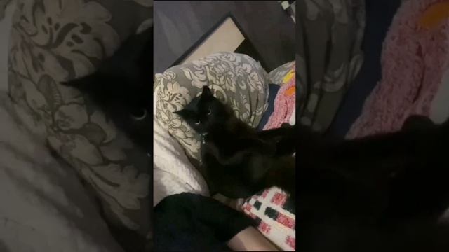 Любымый кот.