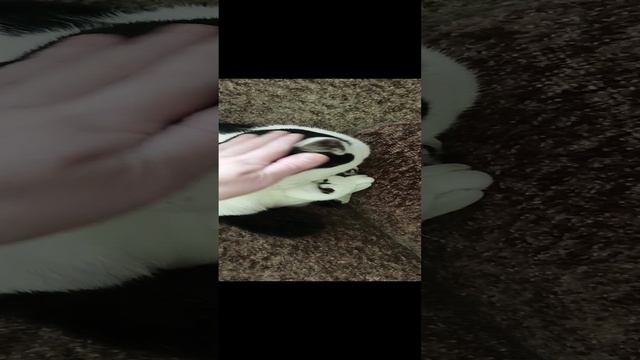 Мусенька.mp4