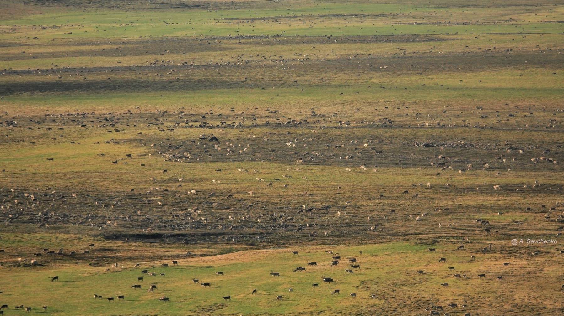 Great migrations of ungulates Великие миграции животных