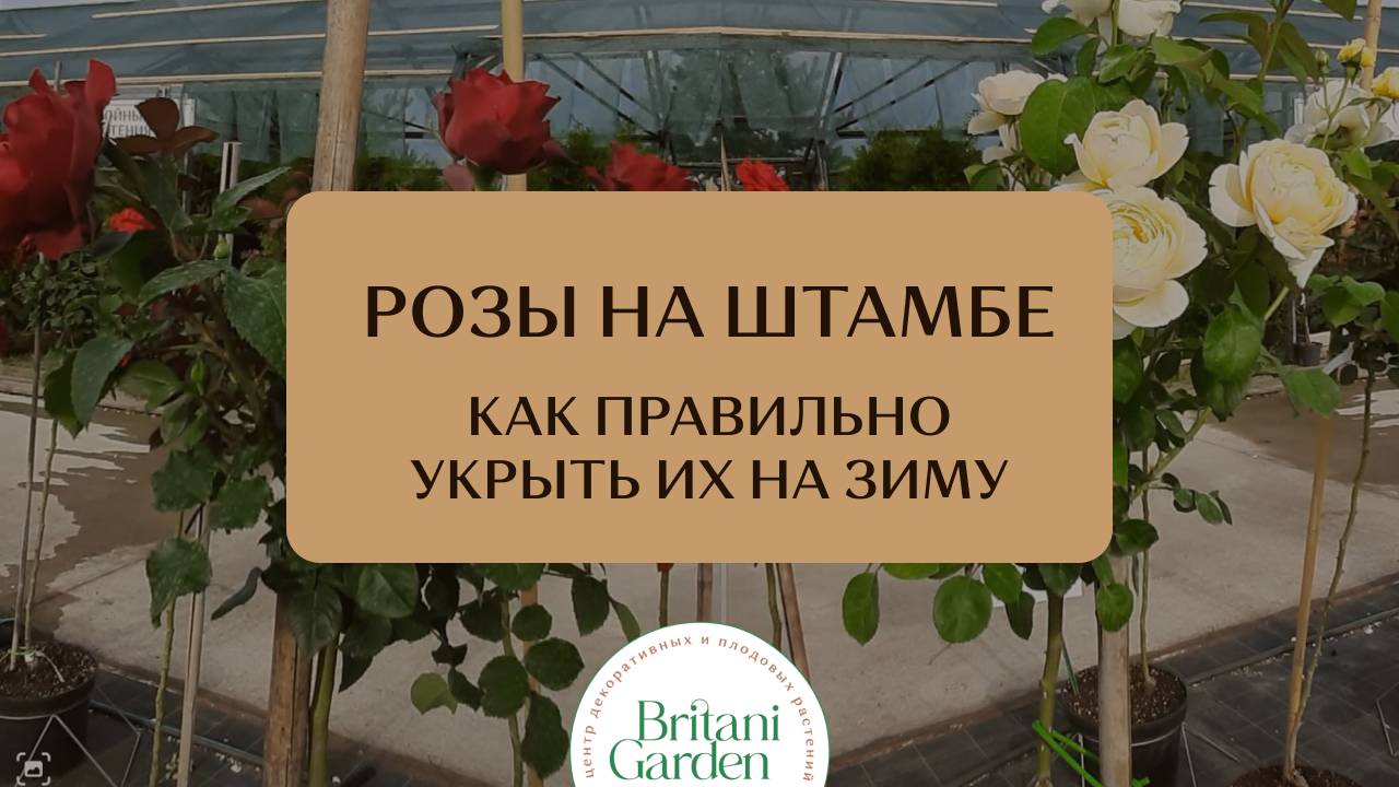 Розы на штамбе. Как защитить эту красоту от морозов.