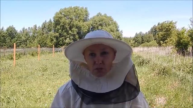 Первый осмотр ульев - мои впечатления. Бая Че Доктор Натуропатии