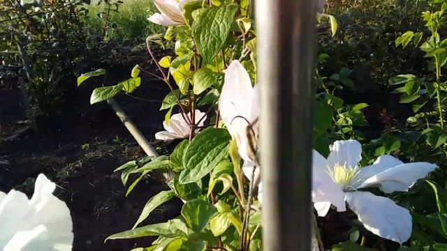 Цветение клематисов🌿🌿🌹🌹🌹 выращенных из черенков